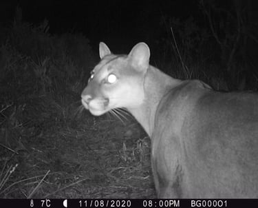 Puma concolor en Reserva Natural El Páramo, Guasca, Colombia — cámara trampa