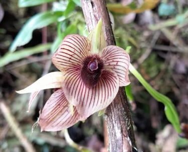 Telipogon sp. en Reserva Natural El Páramo, Guasca, Colombia