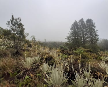 Paisaje de páramo con frailejones y neblina, Reserva Natural El Páramo, Guasca