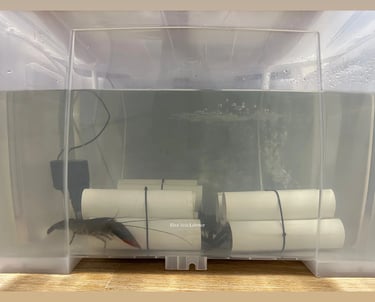 Proses seleksi manual lobster Redclaw di Riva Vela untuk memastikan keutuhan cangkang dan kesehatan 