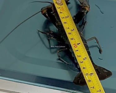 Digital grading Redclaw lobster to ensure precise portion control & accurate food cost calculation