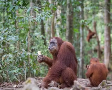 Gunung Leuser National Park