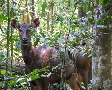 Gunung Leuser National Park