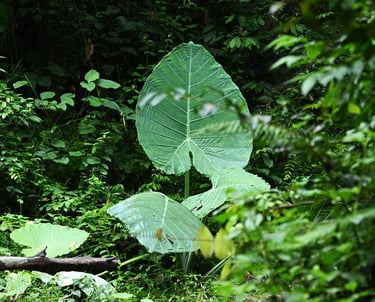 Gunung Leuser National Park