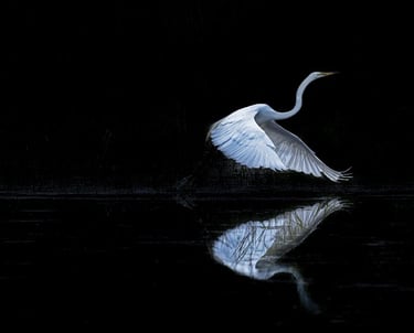 Ein in den Flug startender Schwan vor schwarzem Hintergrund