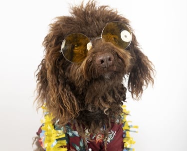 Un labradoodle marrón lleva gafas de sol redondas, una camisa estampada de flores y un collar 
