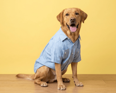 Un alegre labrador retriever dorado con una camisa azul abotonada, sentado sobre un fondo amarillo.