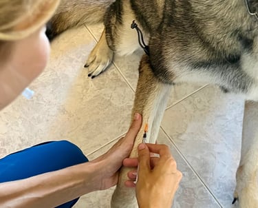 analísis veterinaria a domicilio