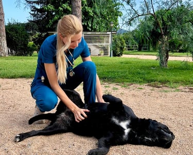 visita veterinaria a perro a domicilio