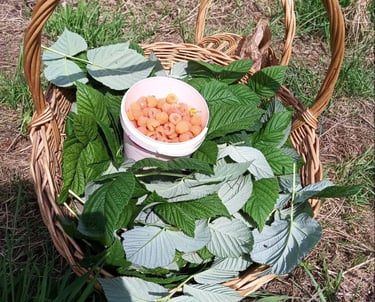 Recolección de Frambuesas