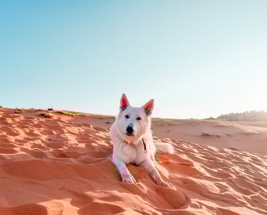 Izzy Guido Photo of white dog on beautiful desert at sunrise