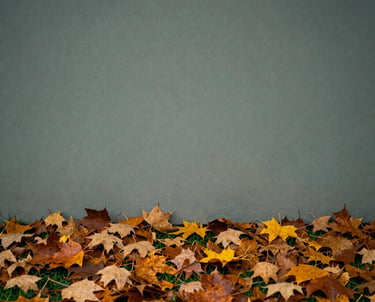 A calm, minimalist image of a Northern European garden in autumn, soft light hitting the fallen leaves, evoking a sense of natural cycles and healing.
