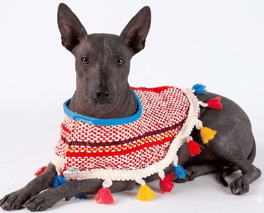 Un perro xoloitzcuintli (perro sin pelo mexicano) que lleva un poncho colorido con estampado y borla