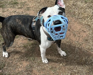 Dog wearing a muzzle 