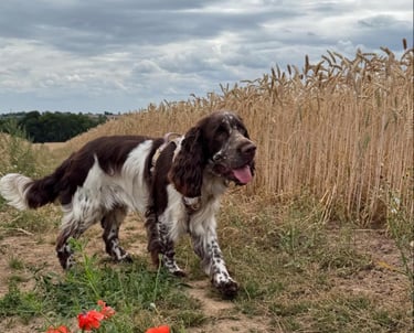 Adolescent English Springer Spaniel in a field with Poppies 