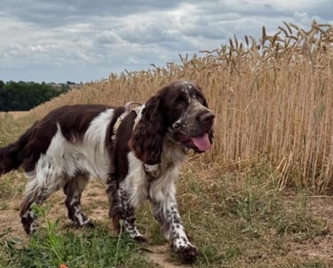 Liver and white English Springer Spaniel walking beside a golden wheat field.