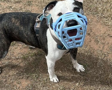 A brindle and white dog wearing a blue basket muzzle and harness standing on grass.