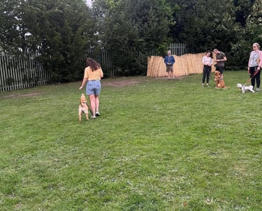 People training their dogs in an outdoor grassy field at a pet obedience class.