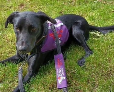A black therapy dog wearing a purple working vest and leash lying on green grass.