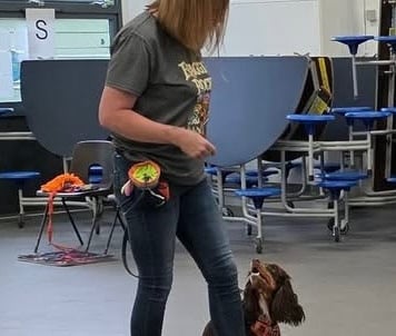 Positive dog training session indoors, showing trainer working on loose-lead walking and engagement with a young spaniel.
