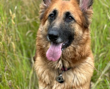 A stunning German shepherd sits peacefully in the long grass