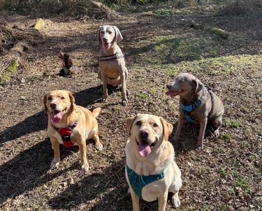 Four dogs sitting posing for a photo during their walk