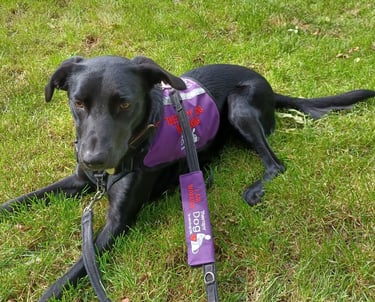 A beautiful therapy dog training uk therapy dog wearing its work harness