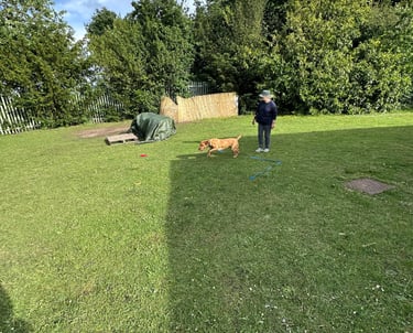 Labrador and handler working on basic retrieve during a gundog class in Wollaston 