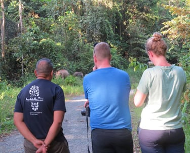 Lost borneo guide observing pygmy elephant by a roadside on a safe distance