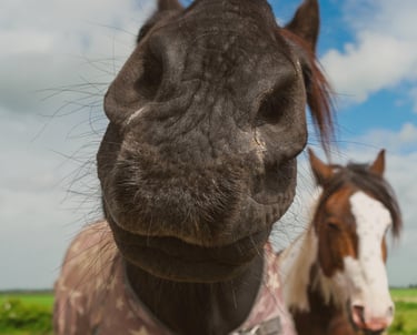a horse with a horse in a field in brownsburg-chatham