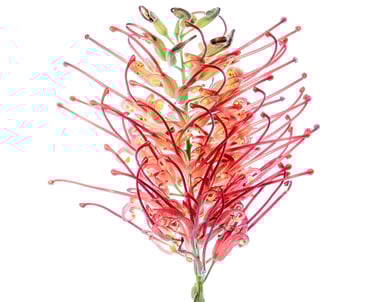 Grevillea