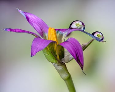 Micro Flower with Droplets