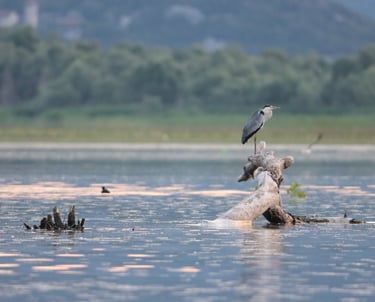 A gray heron perches on a weathered driftwood log in a calm lake during a misty sunrise.