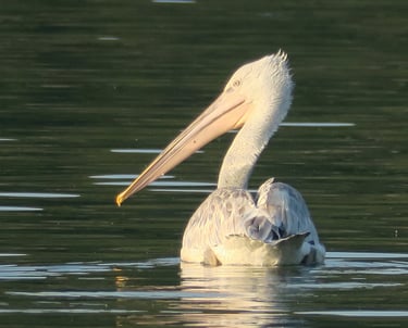 A white pelican swimming on a calm lake during golden hour with its long beak visible.