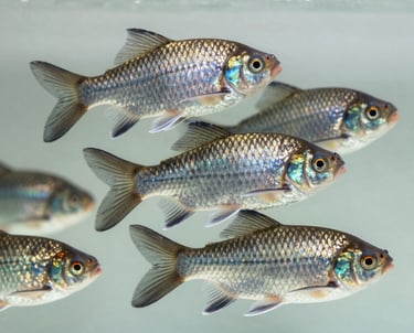 Photography of several high-quality Oreochromis niloticus (Nila fish) swimming in clear water, showing vibrant silver and dark scales, clean composition, studio-like lighting for detail.