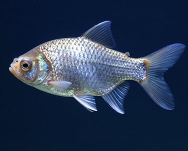 Close-up photography of a majestic Arwana Silver fish swimming gracefully, highlighting its iridescent scales and elegant fins against a deep blue background.