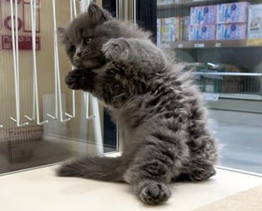 Gati en adopcion espana