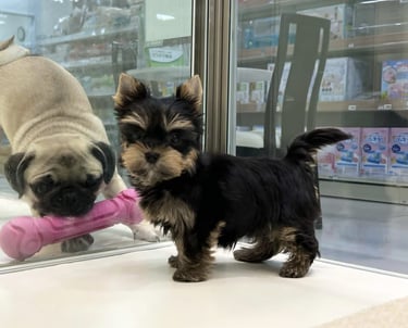 Yorkshire terrier en adopcion