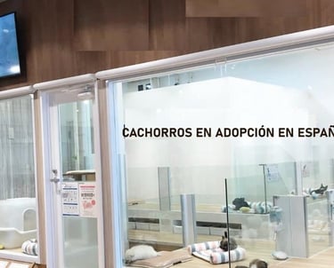 Cachorros en adopcion en espana