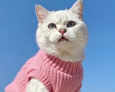 Un gato blanco de ojos azules con un jersey de punto rosa sobre un fondo de cielo azul claro.