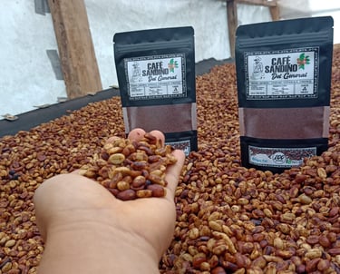 Mano sosteniendo granos de café verde Café Sandino, cultivados en Chiapas, México, durante el proces