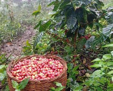 Una cesta tradicional llena de cerezas de café rojas y maduras, cosechadas de plantas de café