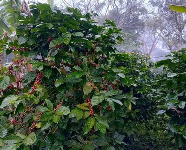 Cerezas de café rojas y maduras creciendo en frondosas plantas de café arábica