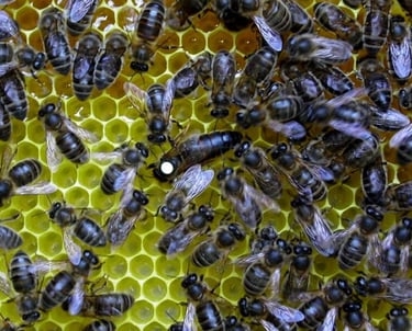 BeePolis. Apis Melifera Melifera. Black Forest Honey Bee. Native Black Bee. Irish Black Bee. Dunkle 