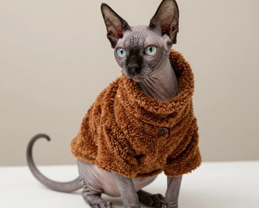 Gato sin pelaje usando una prenda abrigadora