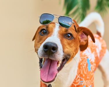 Perro con gafas y camisa con estampado playero.
