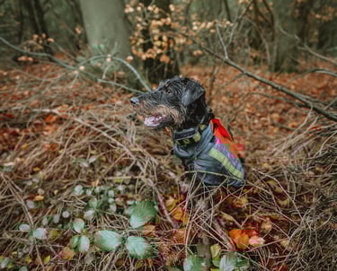 Stöberhund bei Drückjagd