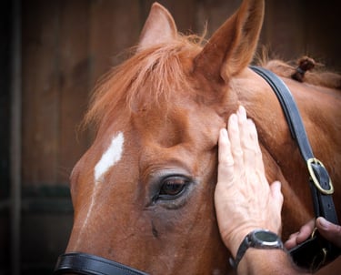 Massage d'un cheval lors des Championnats de France Dressage 2024