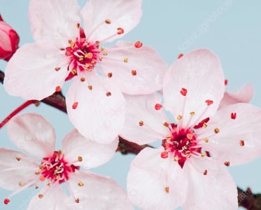 cherry plum blossom