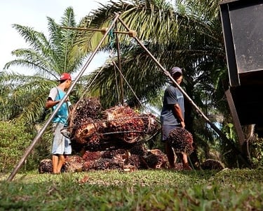 Workers harvesting fresh palm fruit bunches at a sustainable palm oil plantation.